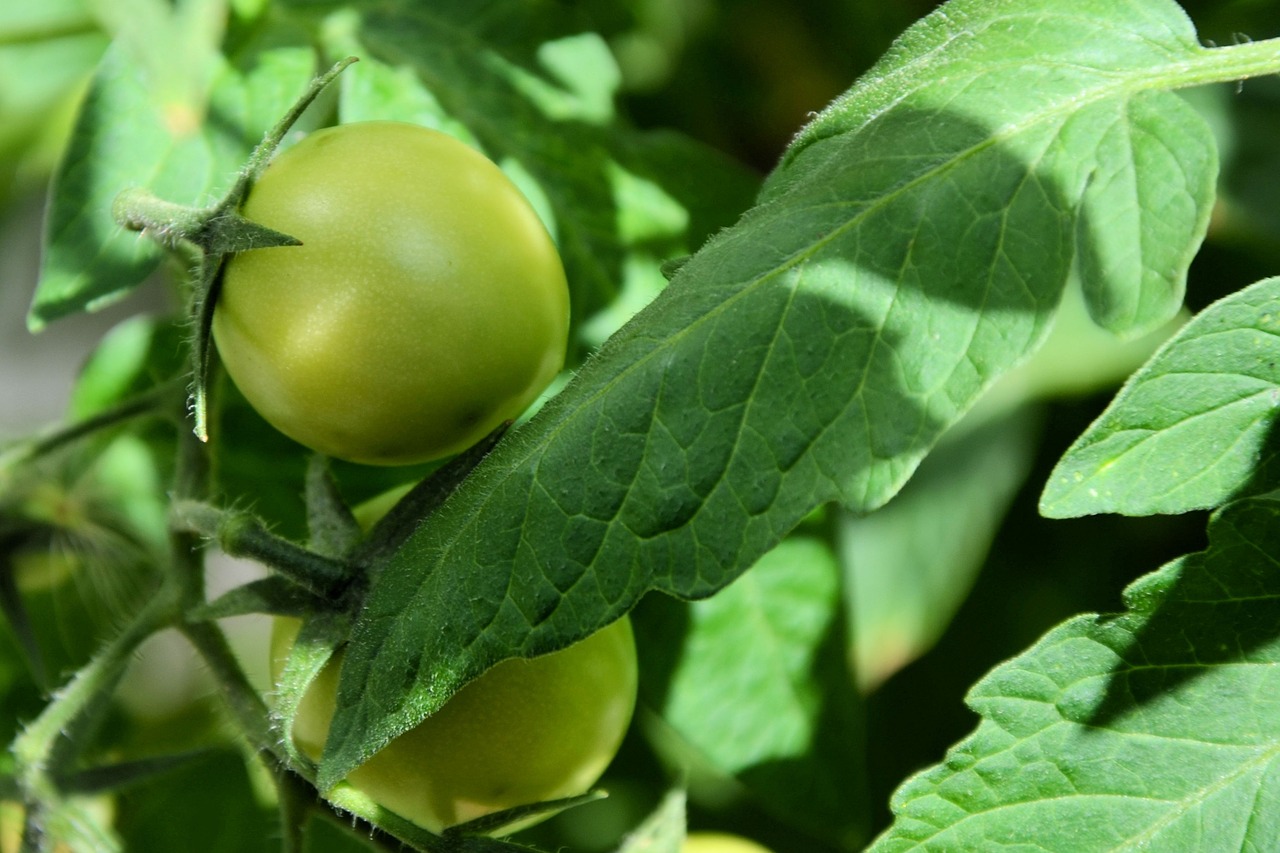 tomato green immature free photo