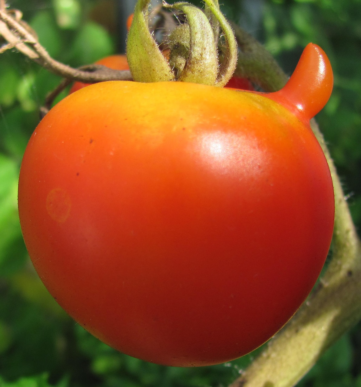 tomato food crop red free photo