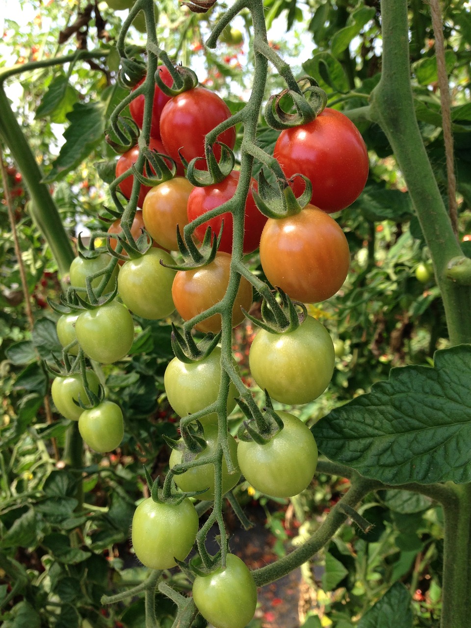 tomato garden plant free photo