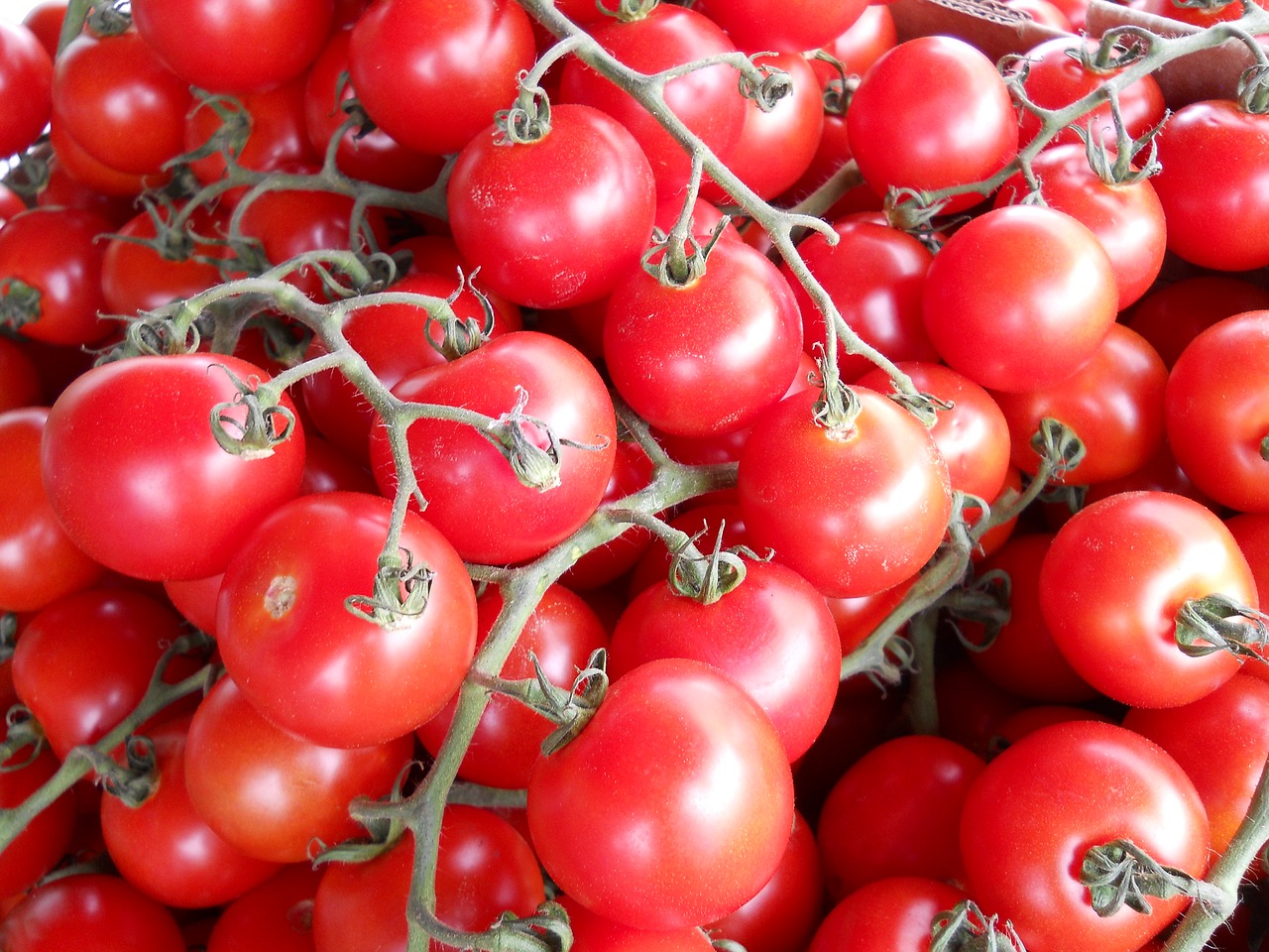 tomato red vine free photo