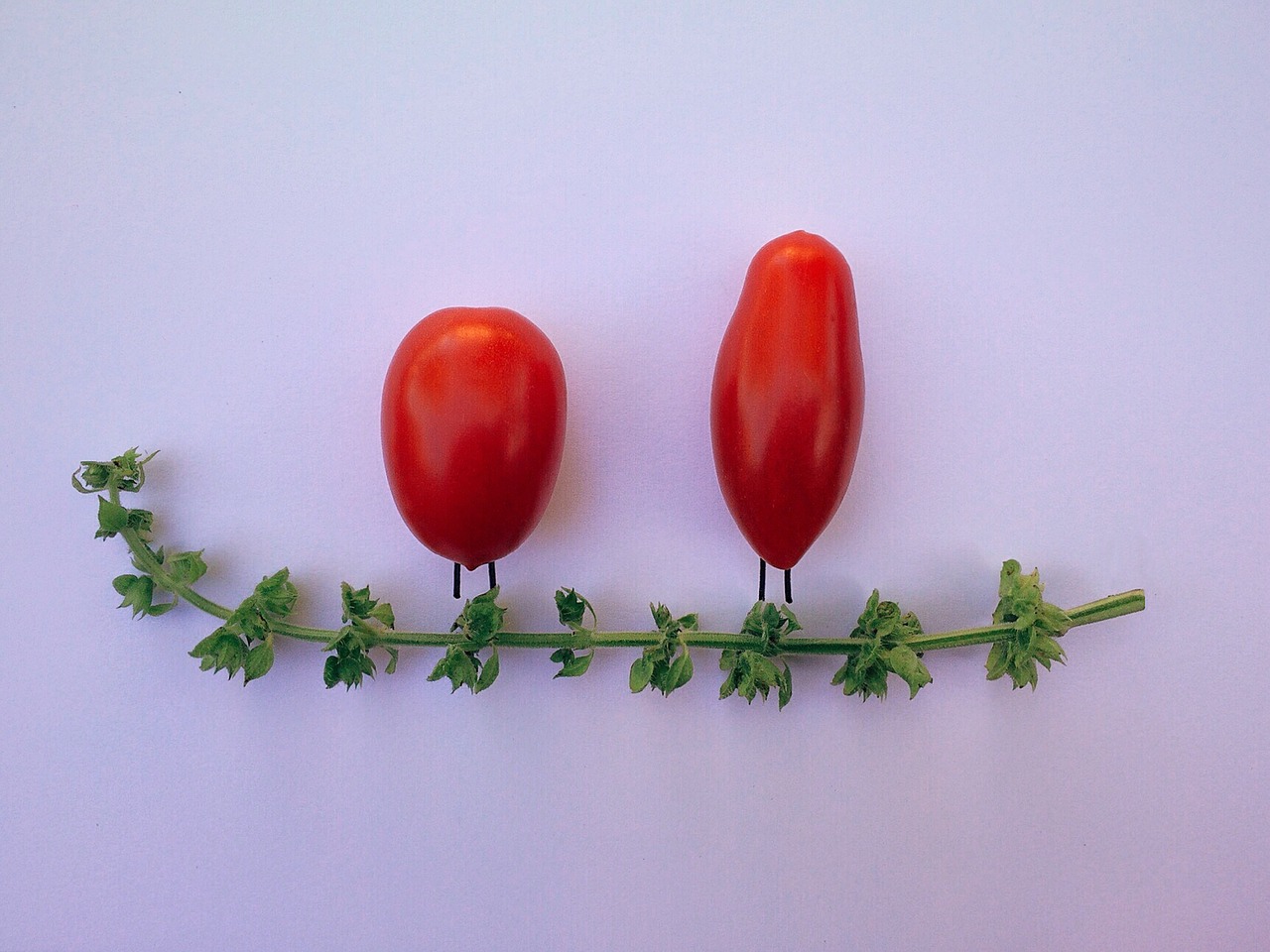 tomato basil vegetable free photo