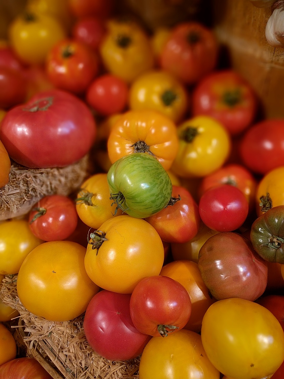 tomato vegetable fresh free photo