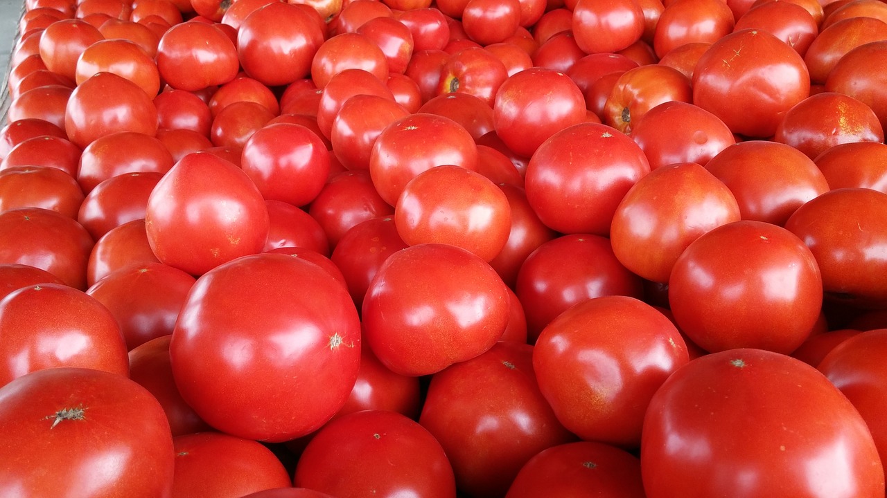 tomato red ripe free photo