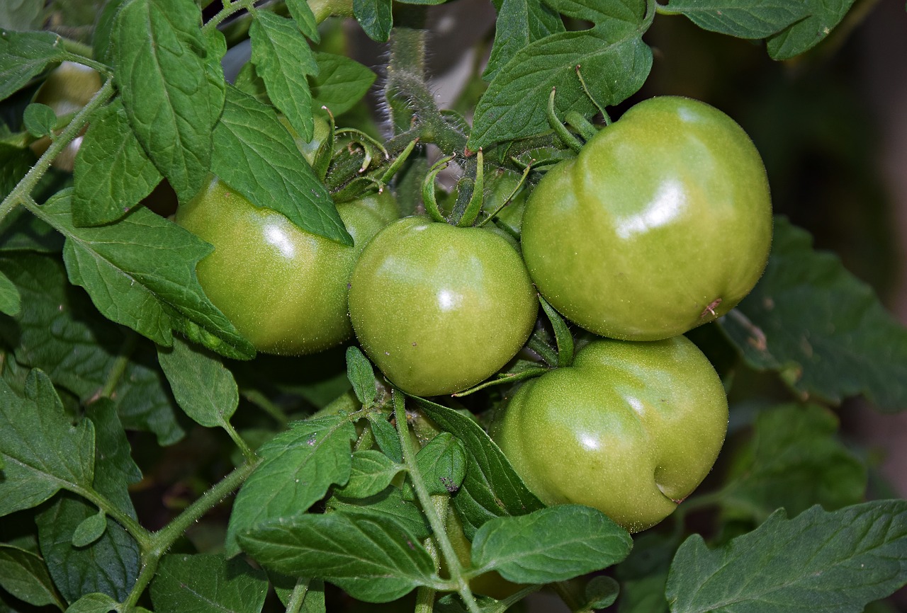 tomato bush vegetables free photo