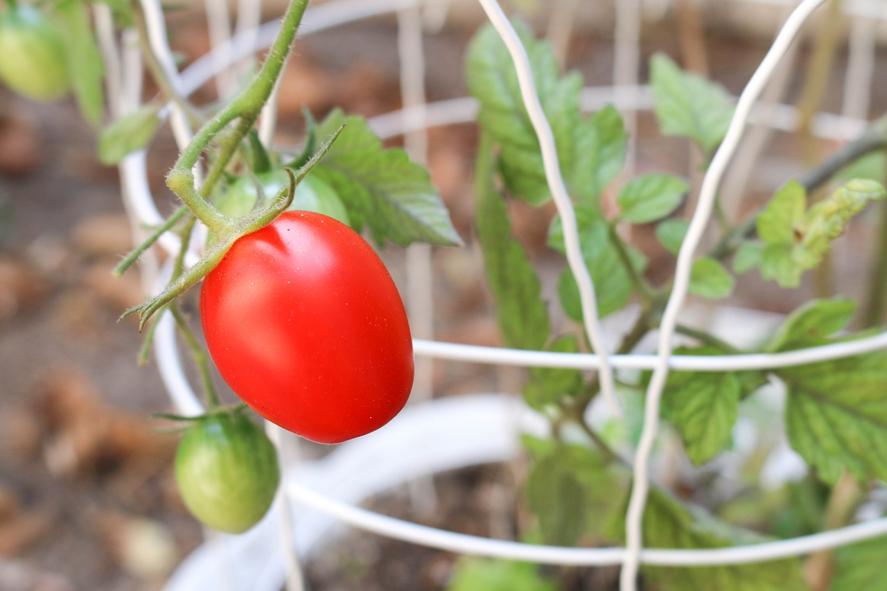 tomato plant garden free photo