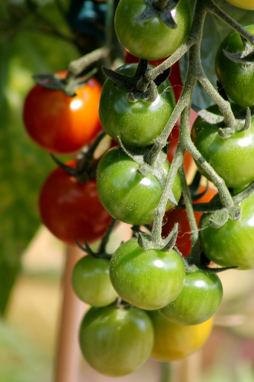 tomato fruit vegetables free photo