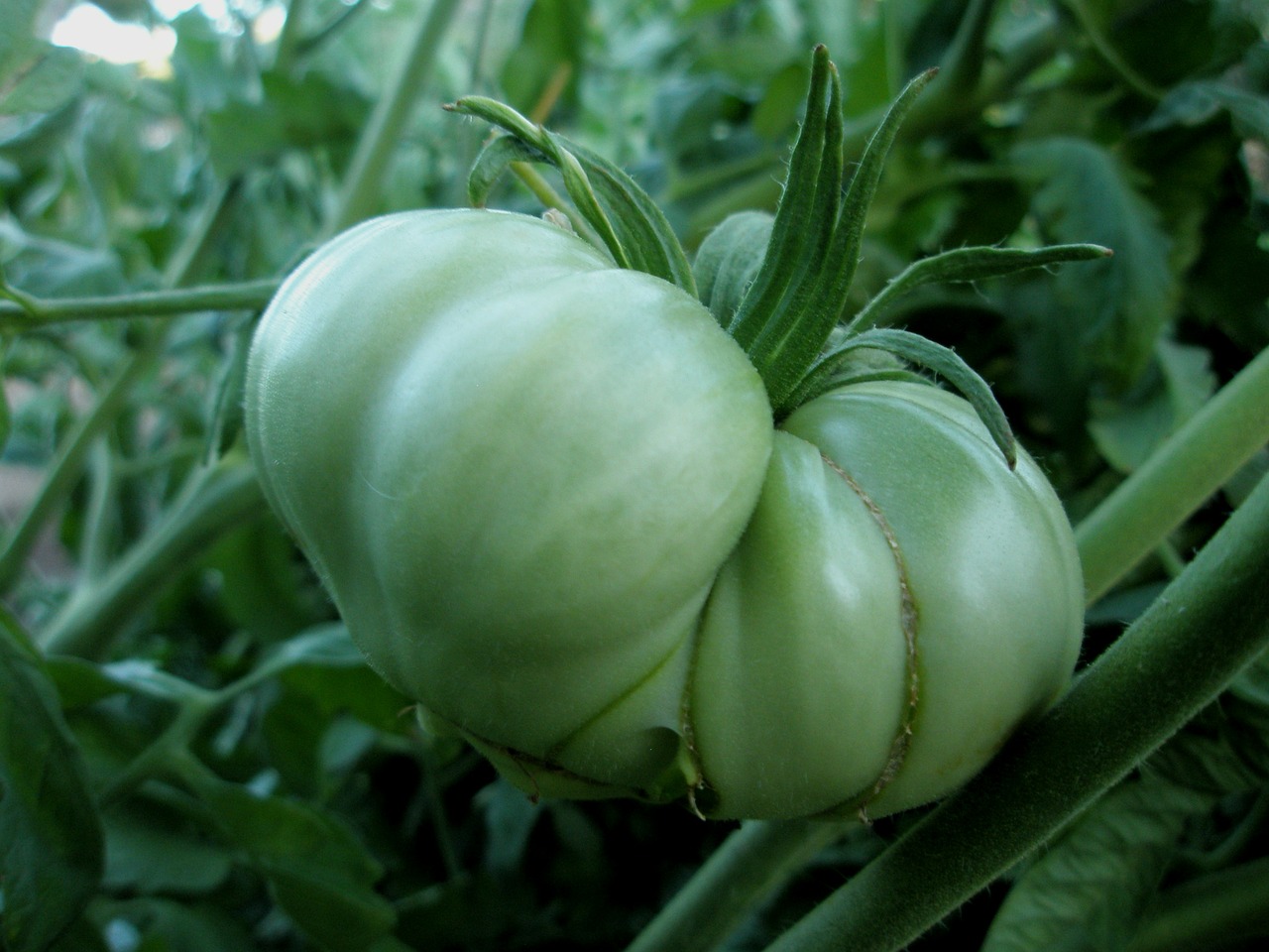 tomato vegetables green free photo