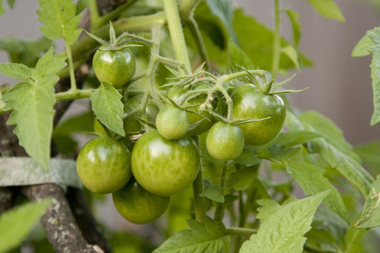 tomato plant food free photo