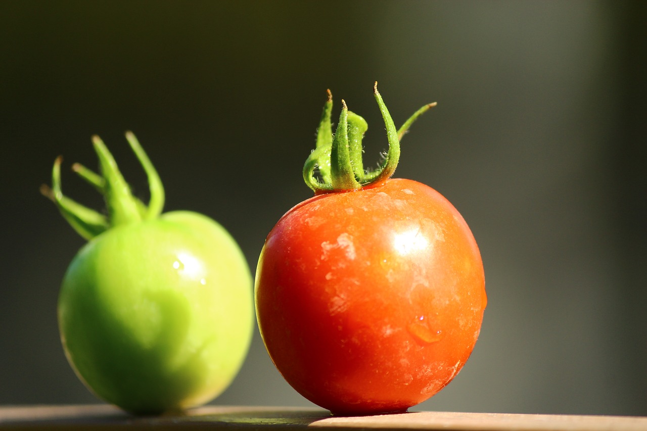 tomato green red twin free photo