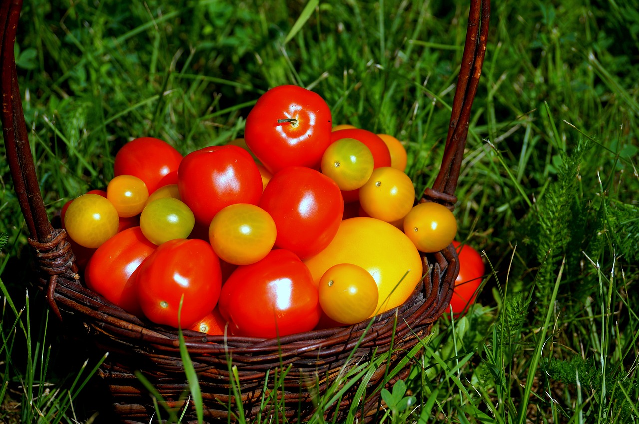 tomatoes food vitamins free photo