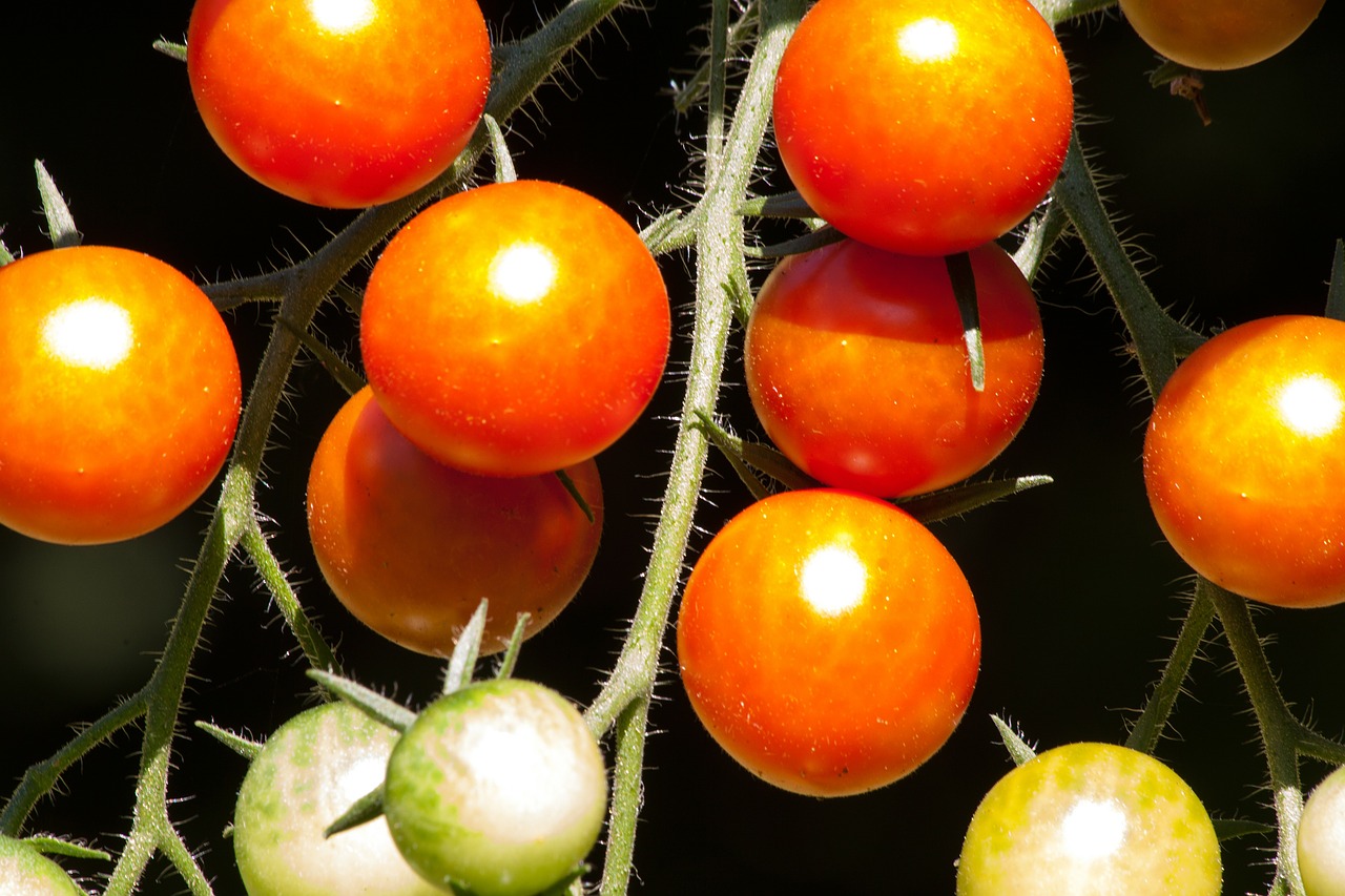 tomato solanum lycopersicum paradeisapfel free photo