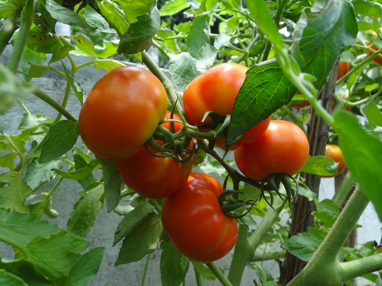 tomato tomato plant ripe tomatoes free photo