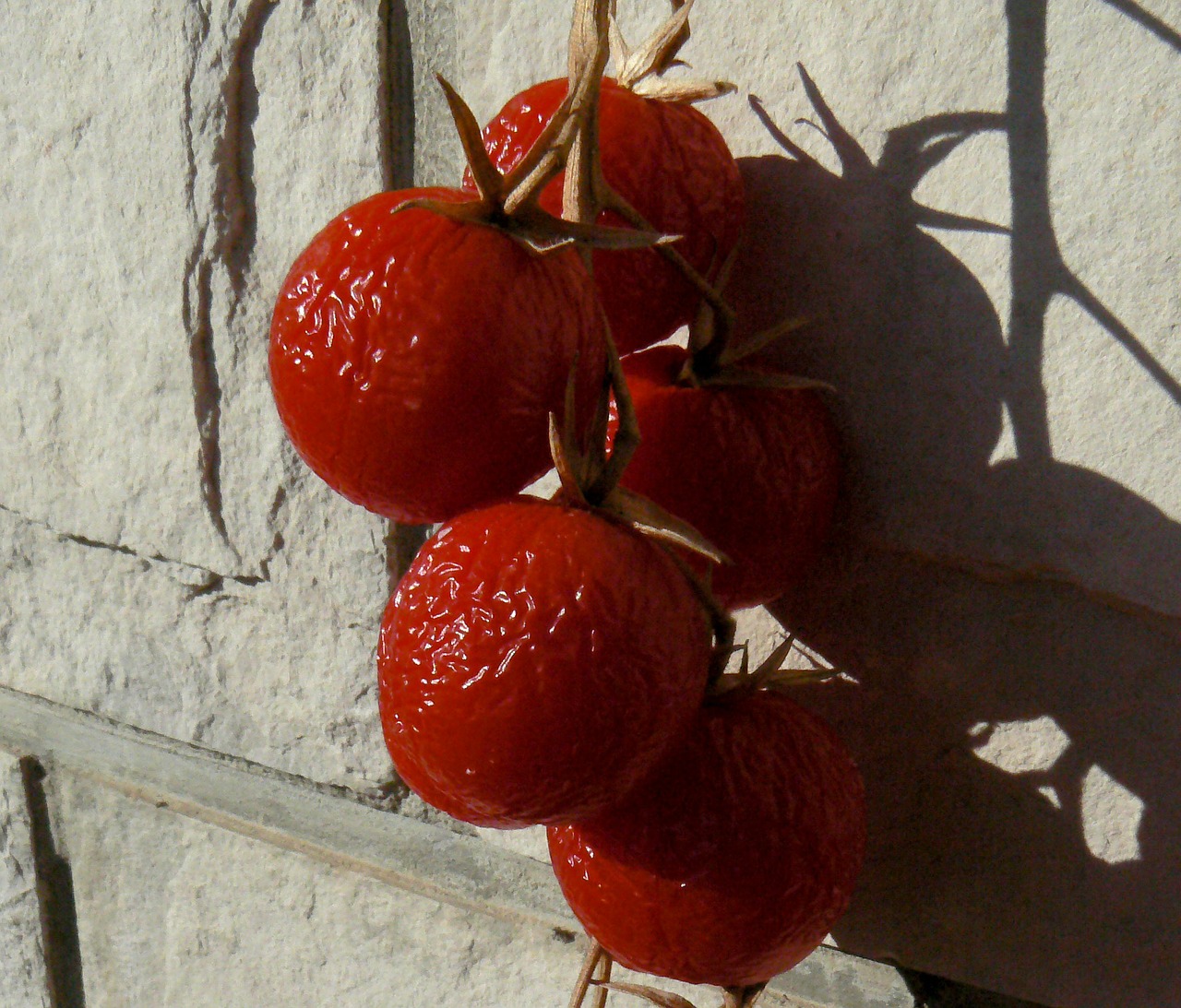 tomato vegetable red free photo
