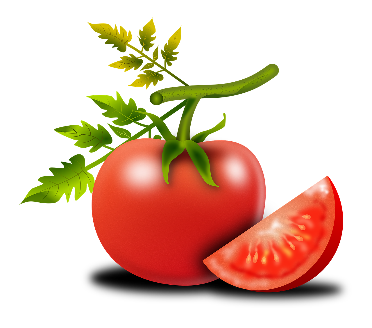 tomato fruit solanum lycopersicum free photo