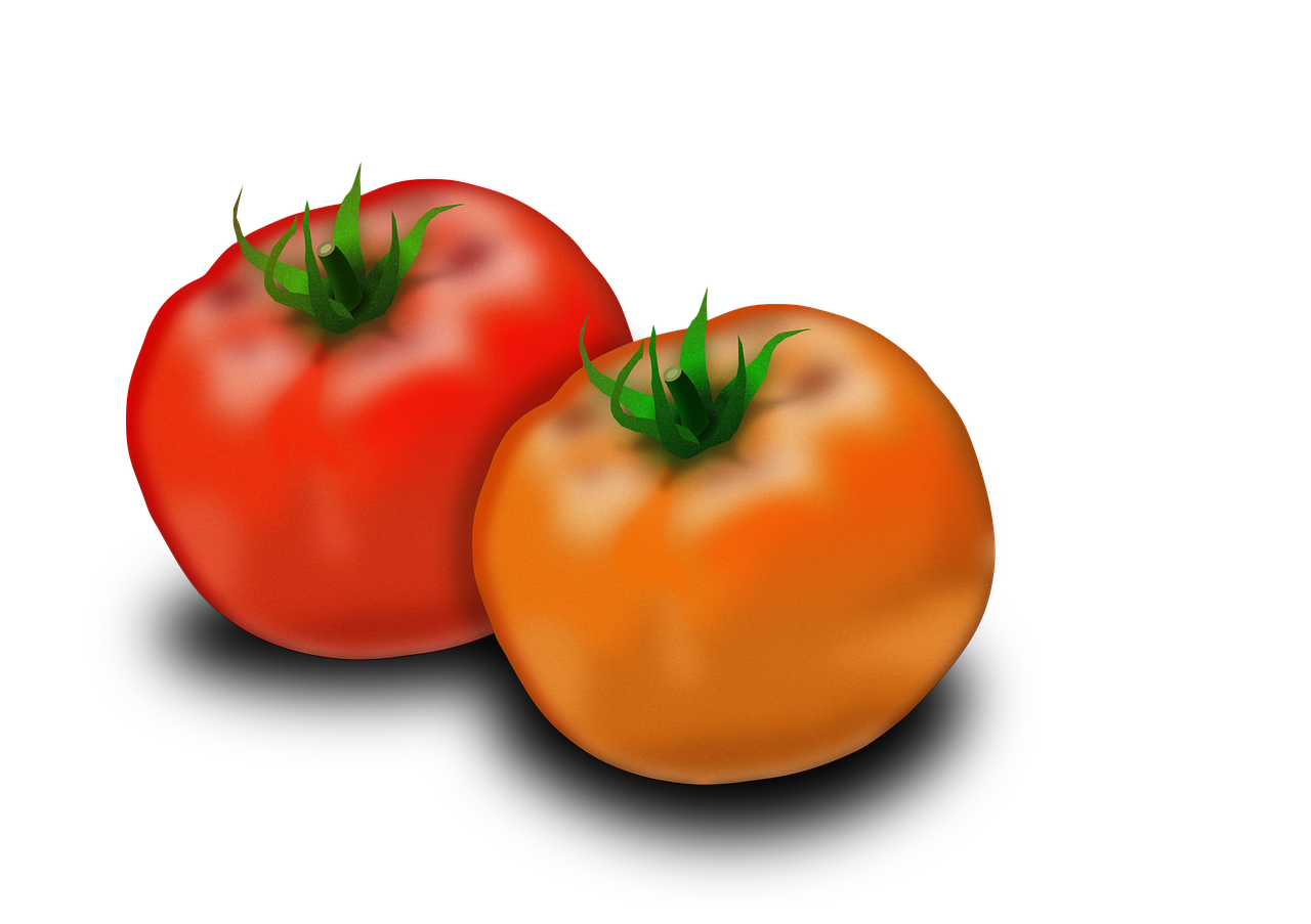 tomato fruit solanum lycopersicum free photo