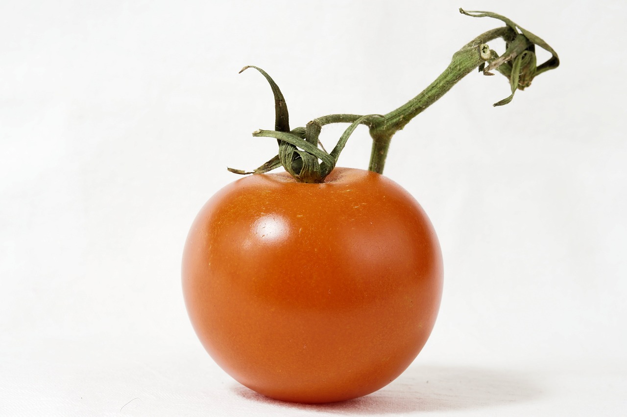 tomato bush tomato panicle free photo