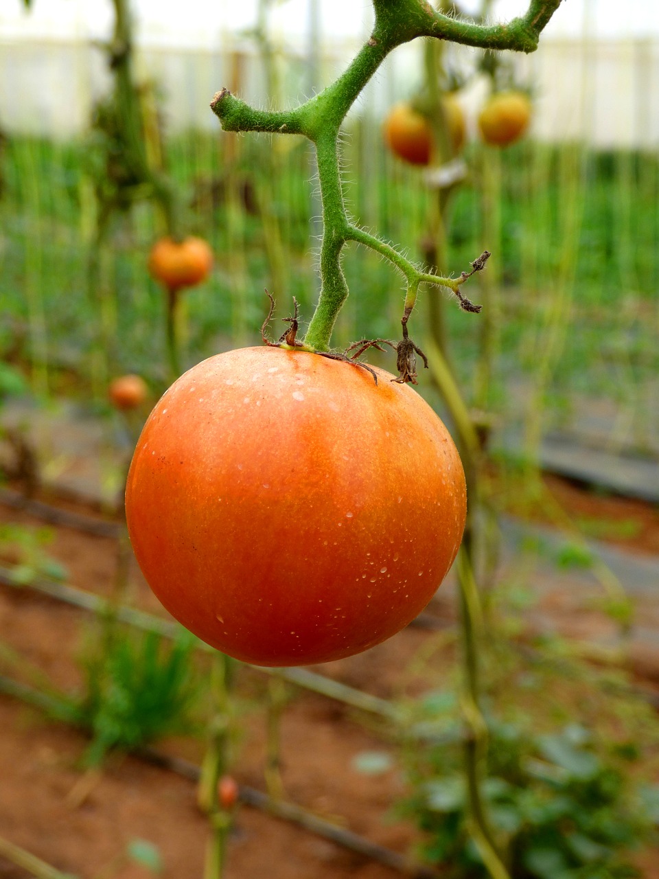 tomato farm food free photo