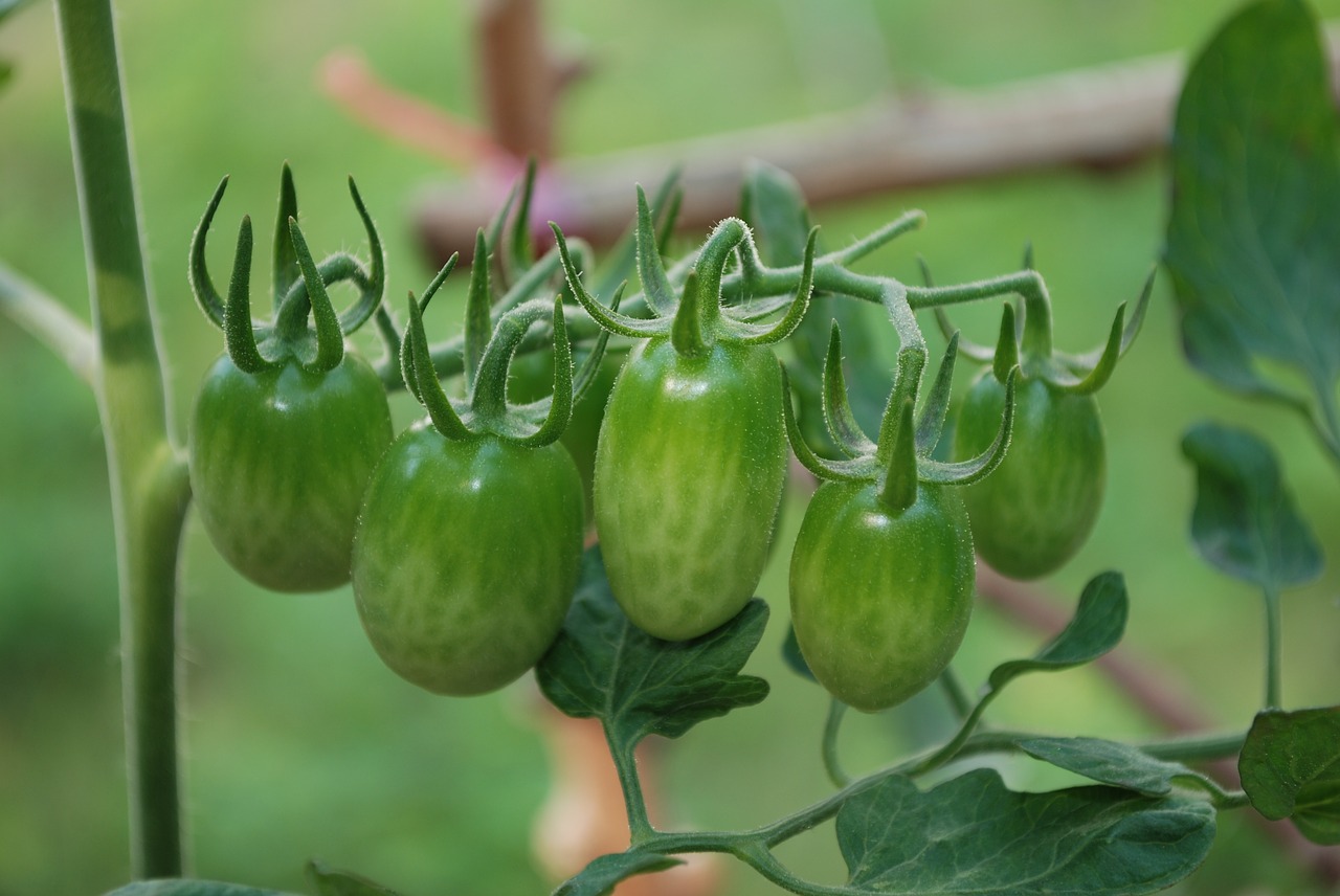 tomato vegetable food free photo