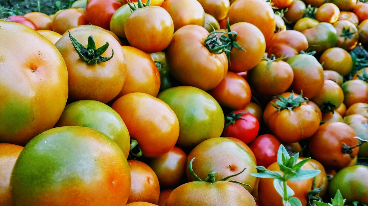 tomato fruit colour fruit free photo