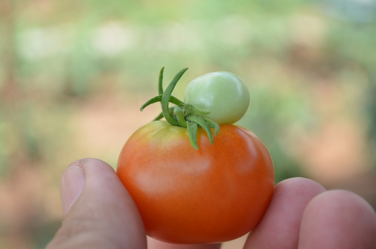 Органические помидоры. Томат ядовитый. Вред помидоров. One Tomato two Tomatoes.