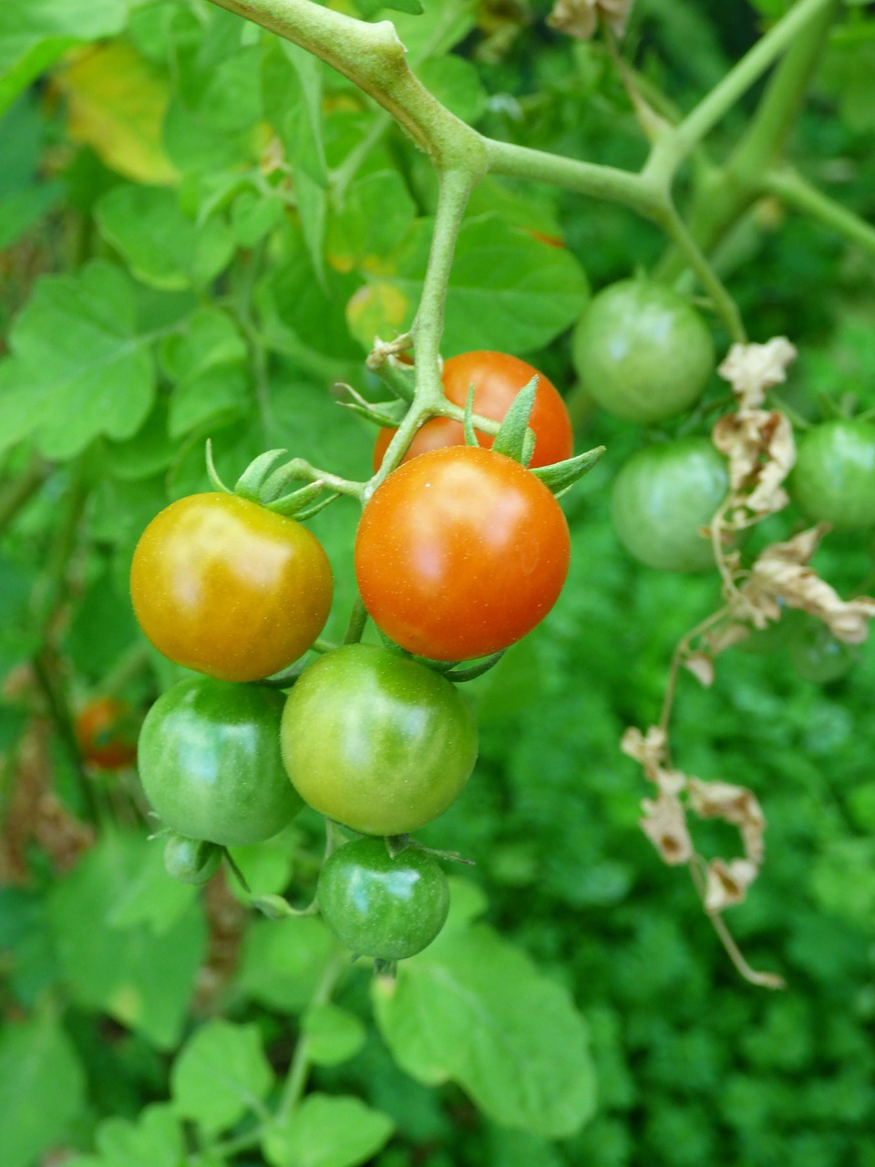 tomato ripening green free photo