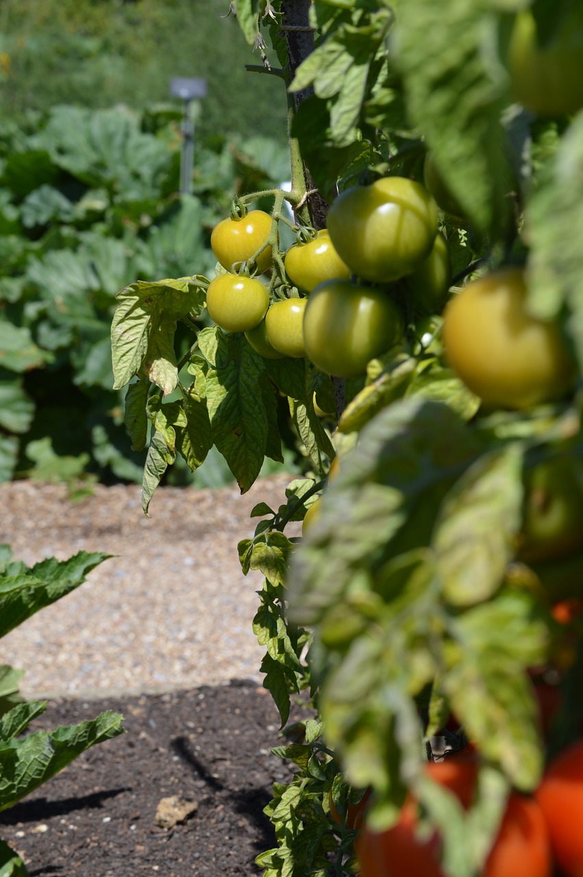 tomato garden green free photo