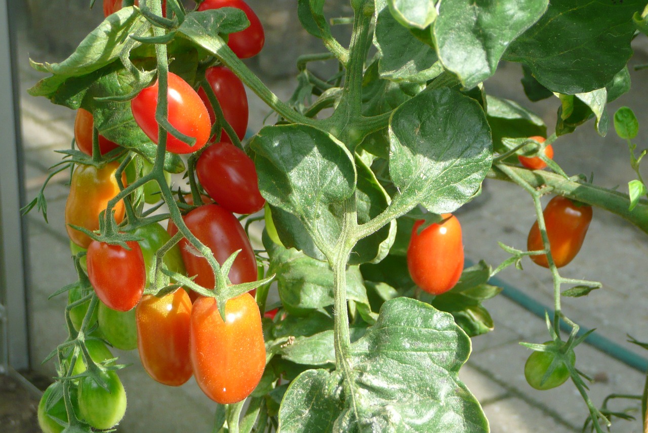 tomato vine-ripened tomato fresh free photo