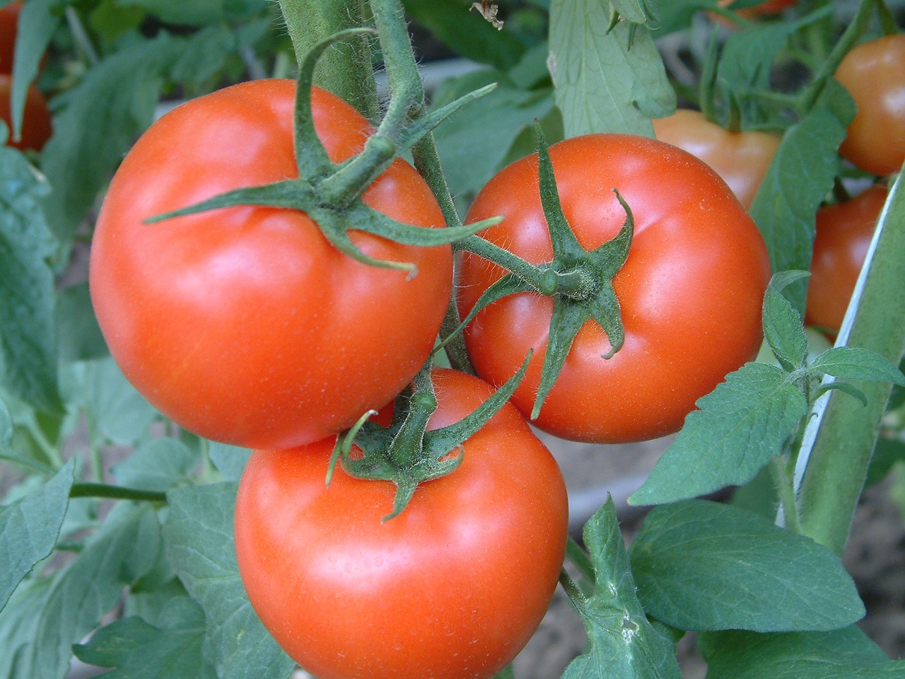 tomato tomatoes féldeterminált free photo