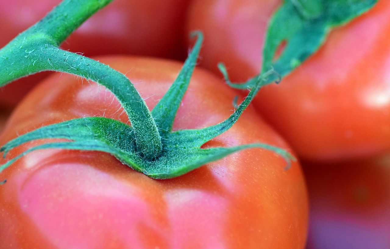 tomato bush tomato vegetables free photo
