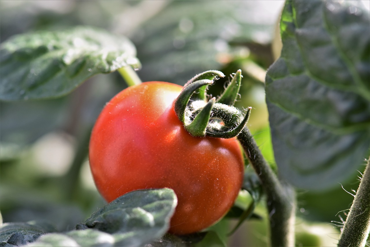 tomato cherry tomato red free photo