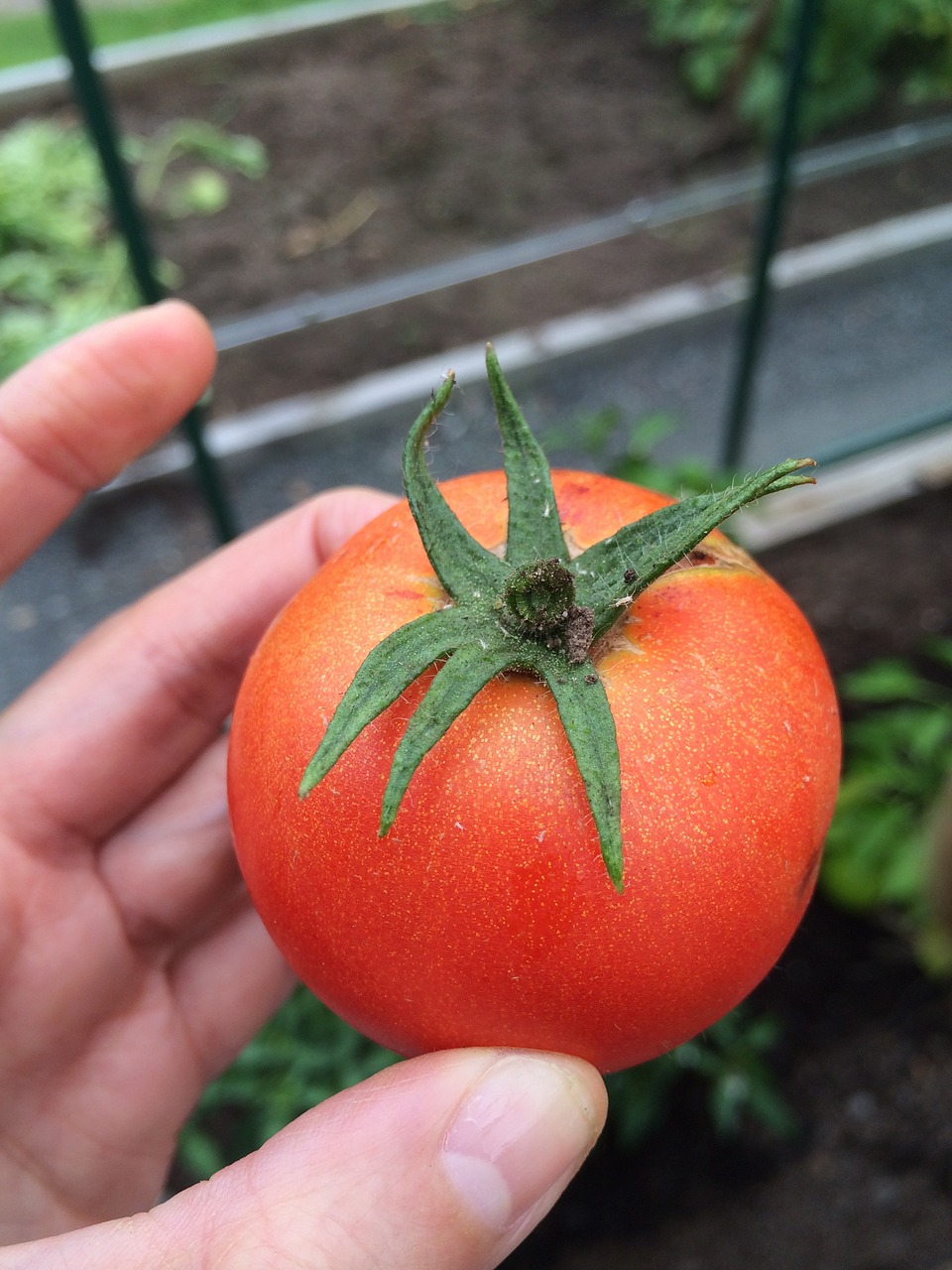 tomato grow greenhouse free photo