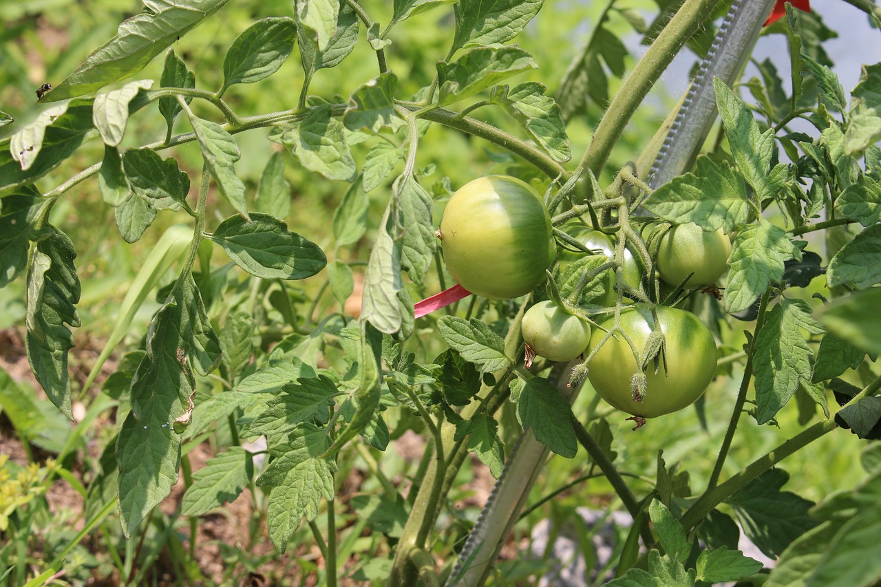 tomato fruit free pictures free photo