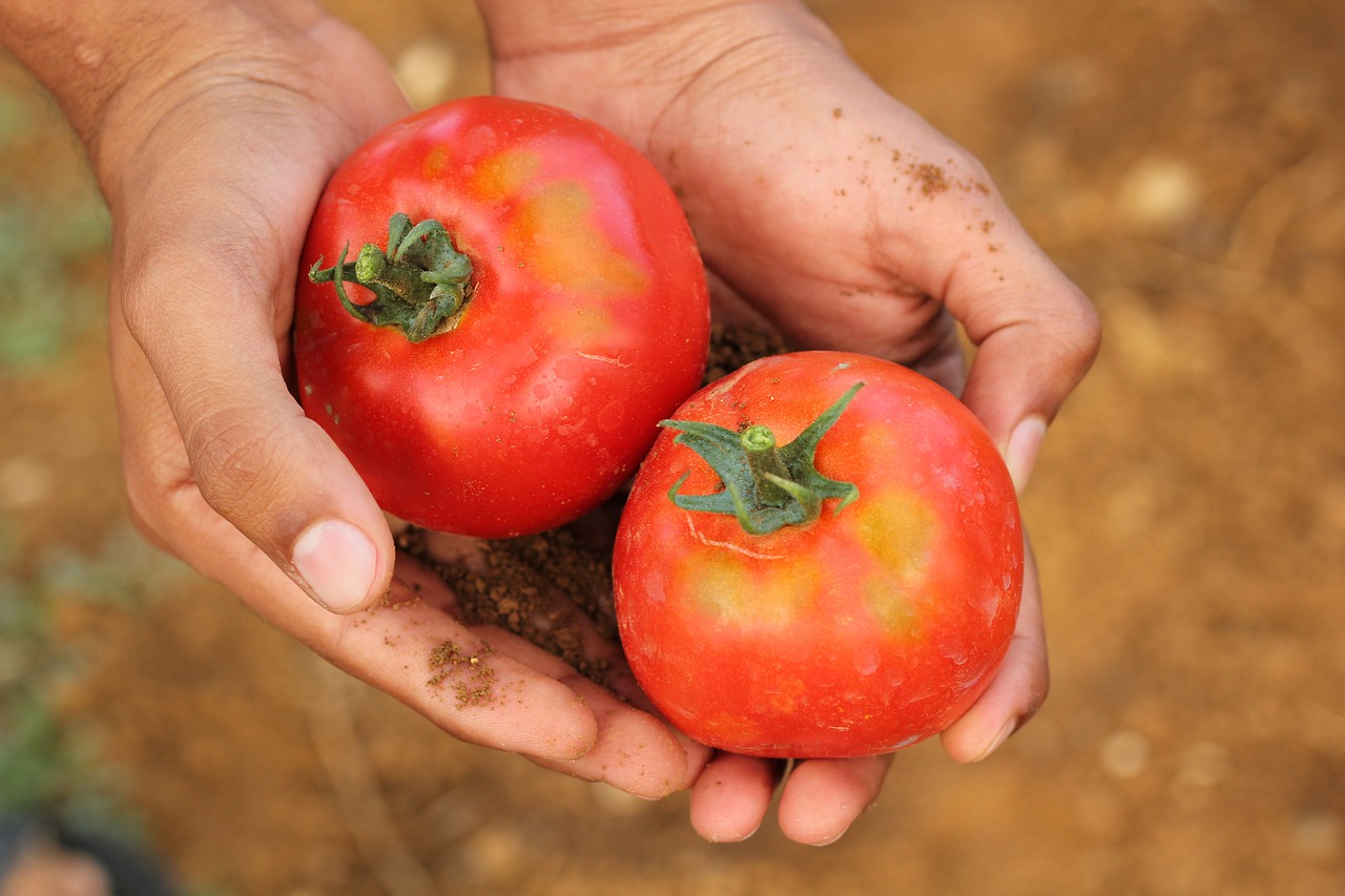 tomato agriculture dirt free photo