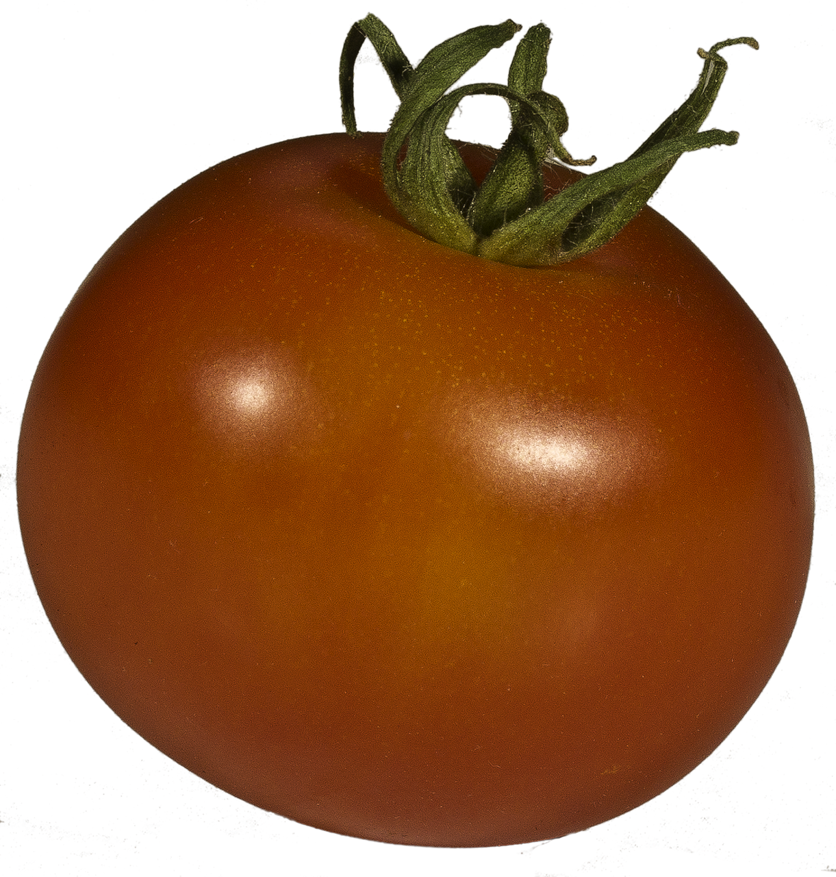 tomato grown solanum lycopersicum free photo