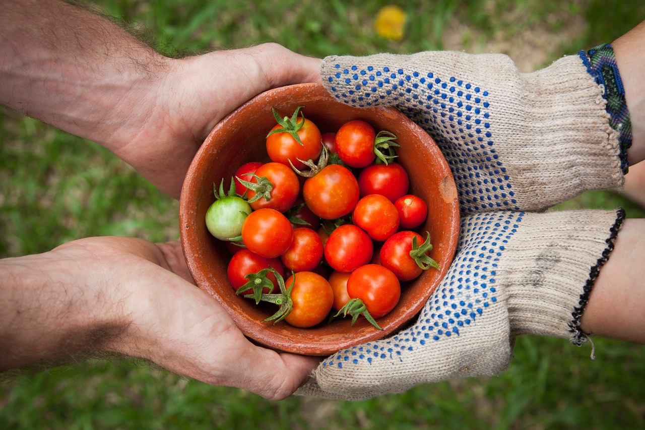 tomato tomatoes berry free photo