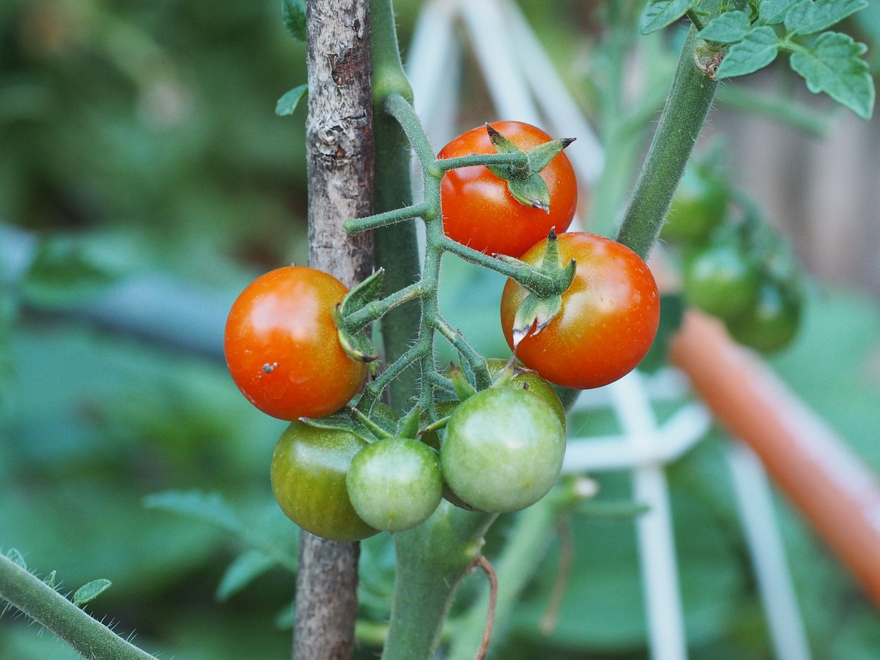 tomato vegetables red free photo