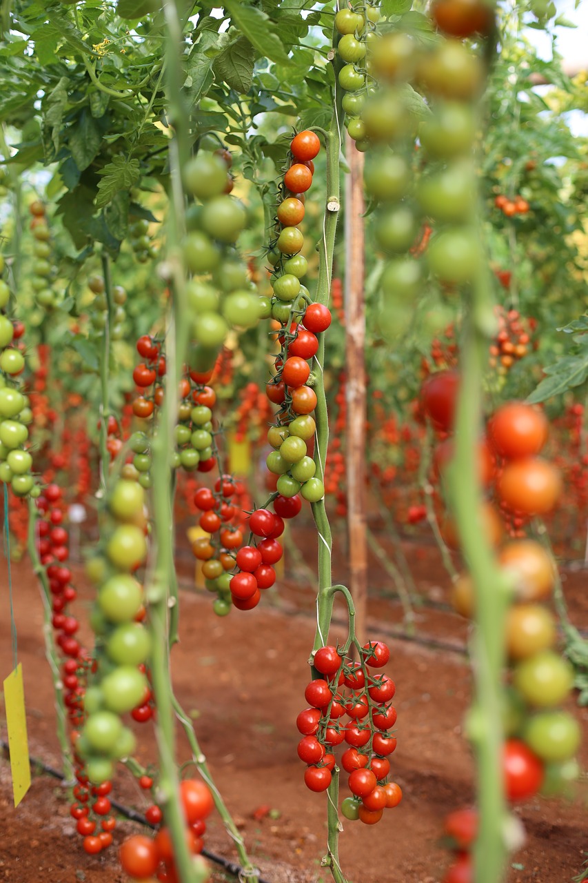 tomato greenhouse cocktail free photo