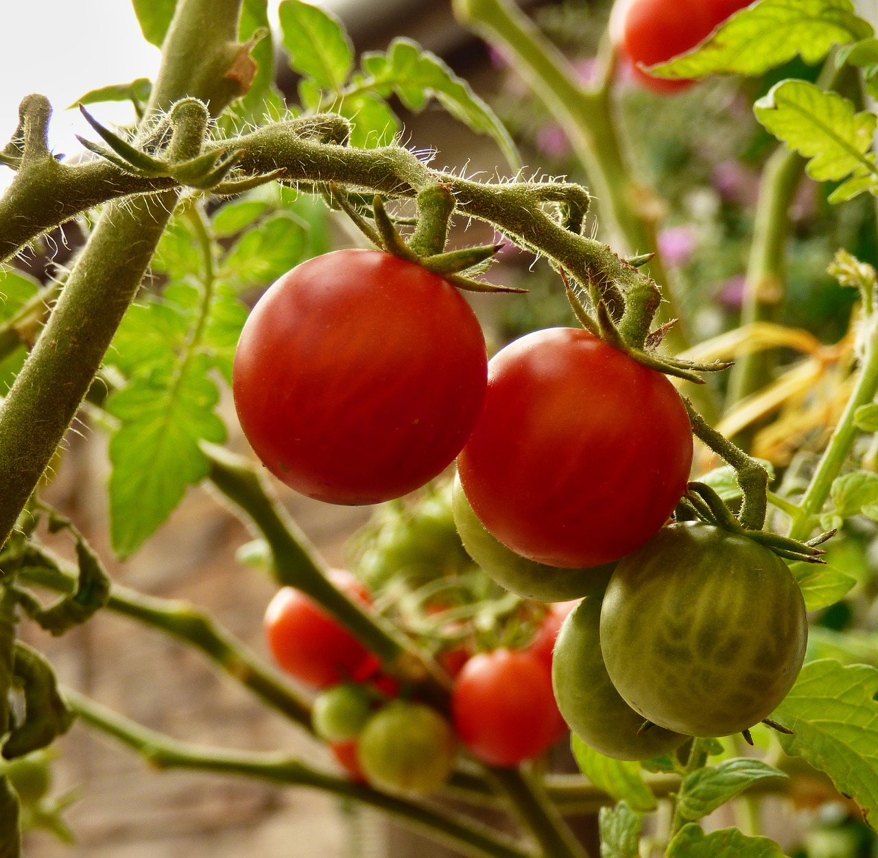 tomato vegetables cultivation free photo