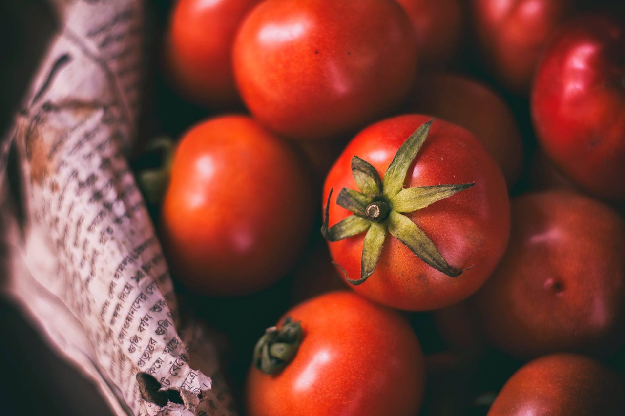 tomato crops vegetable free photo