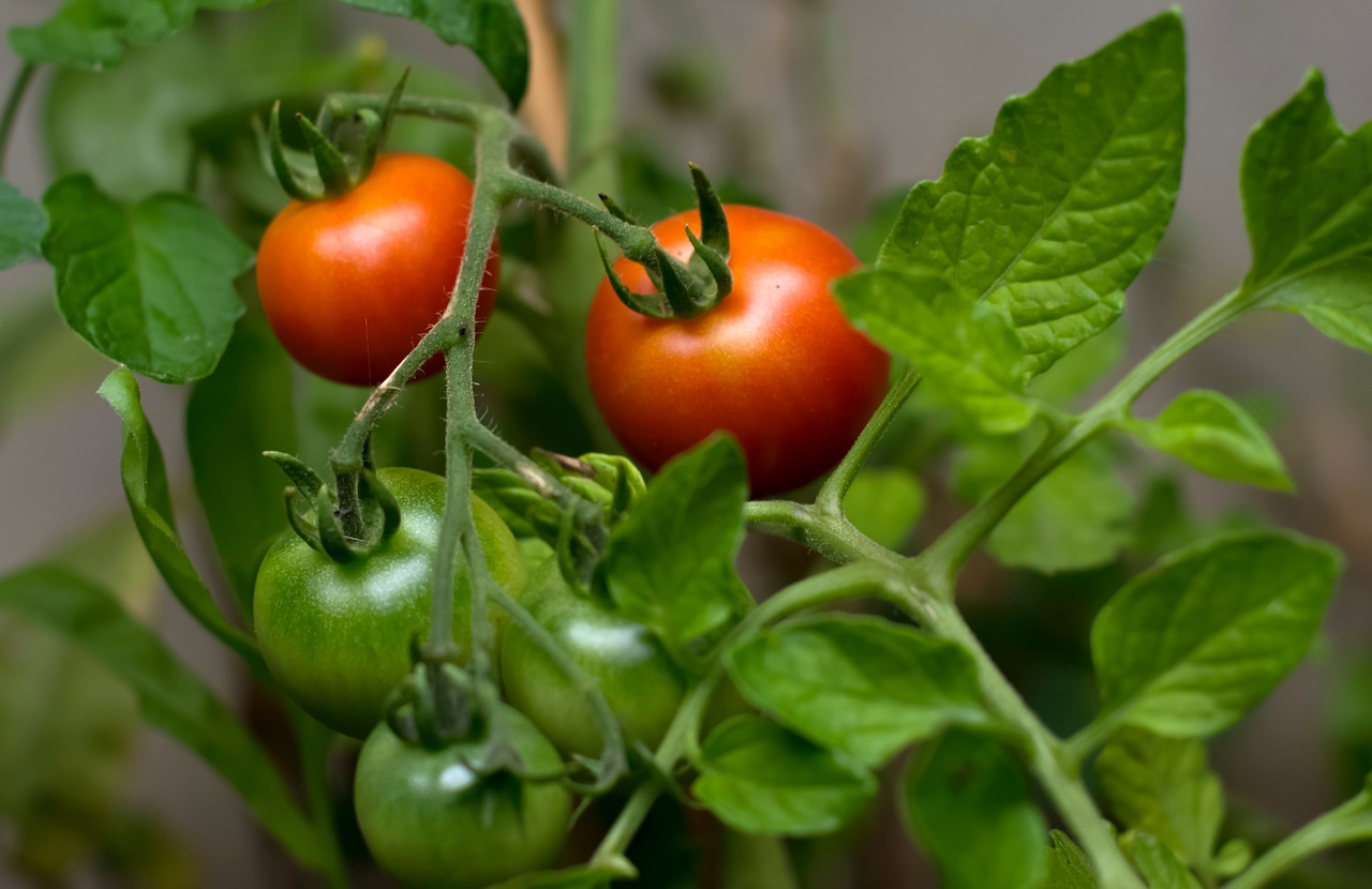 tomato crops fruit free photo