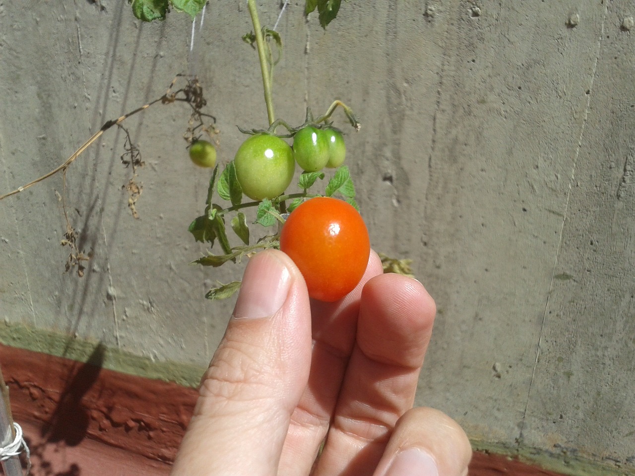tomato garden close-up free photo