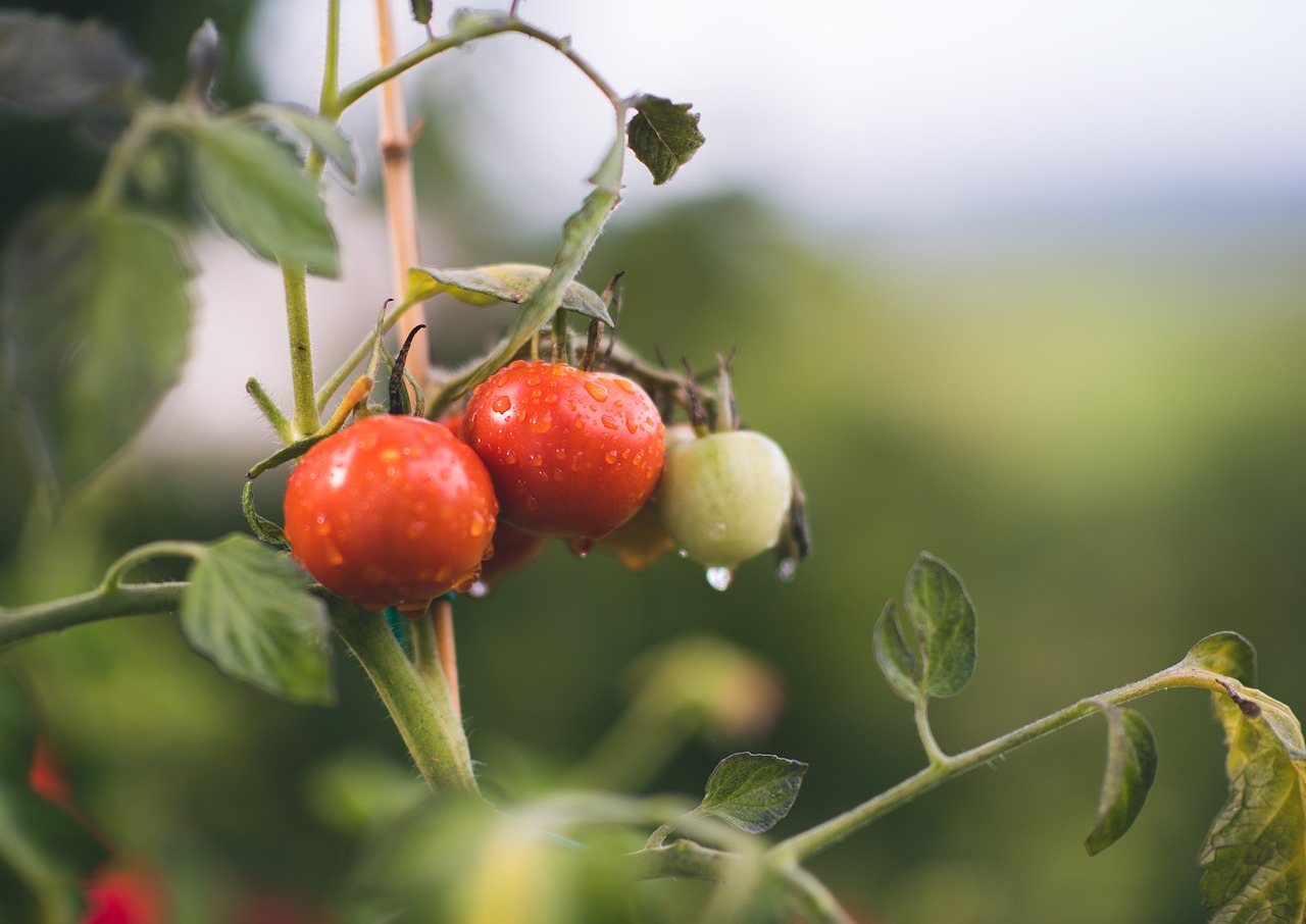 tomato red vegetation free photo