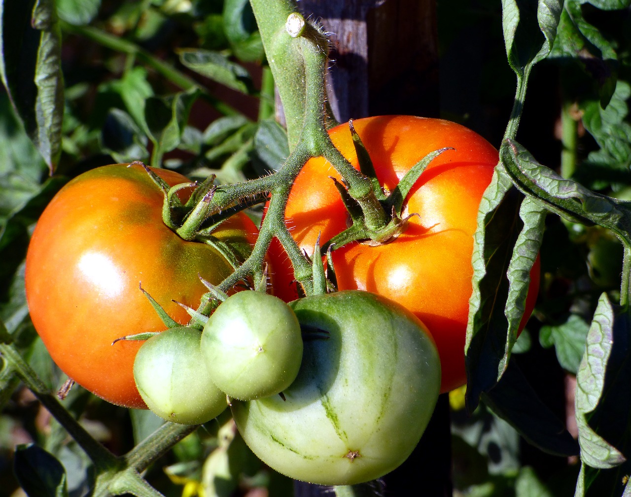 tomato garden power free photo