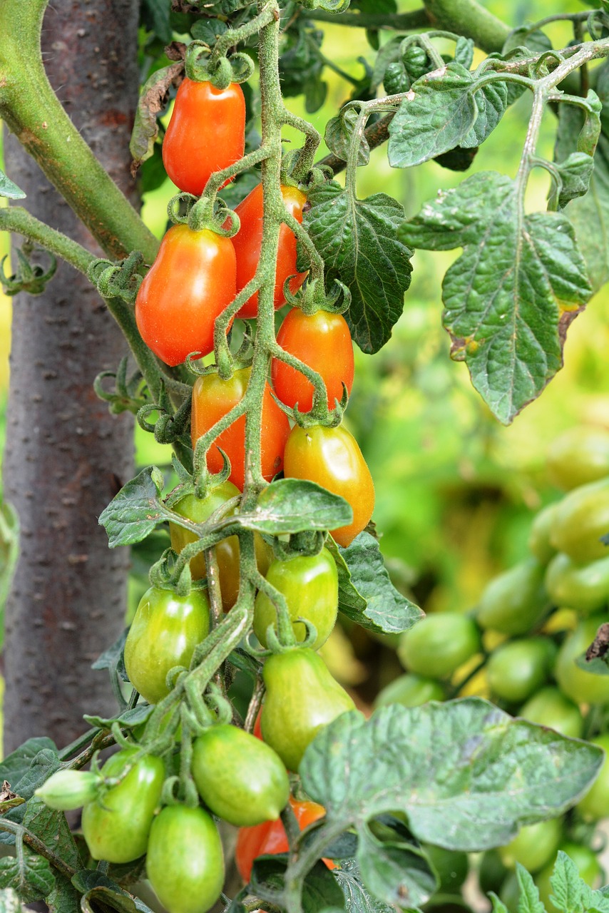 tomato tomatoes cherry tomatoes free photo