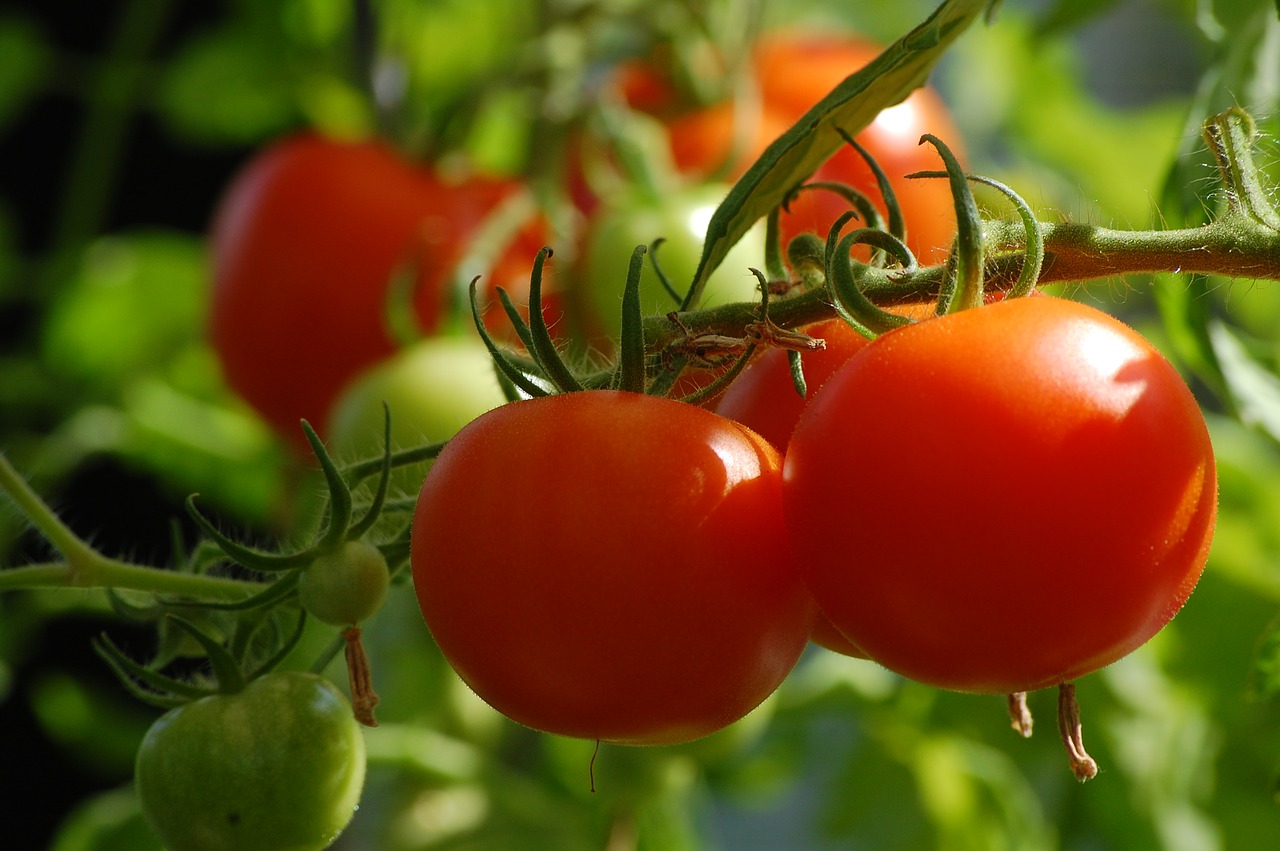 tomato plant food free photo