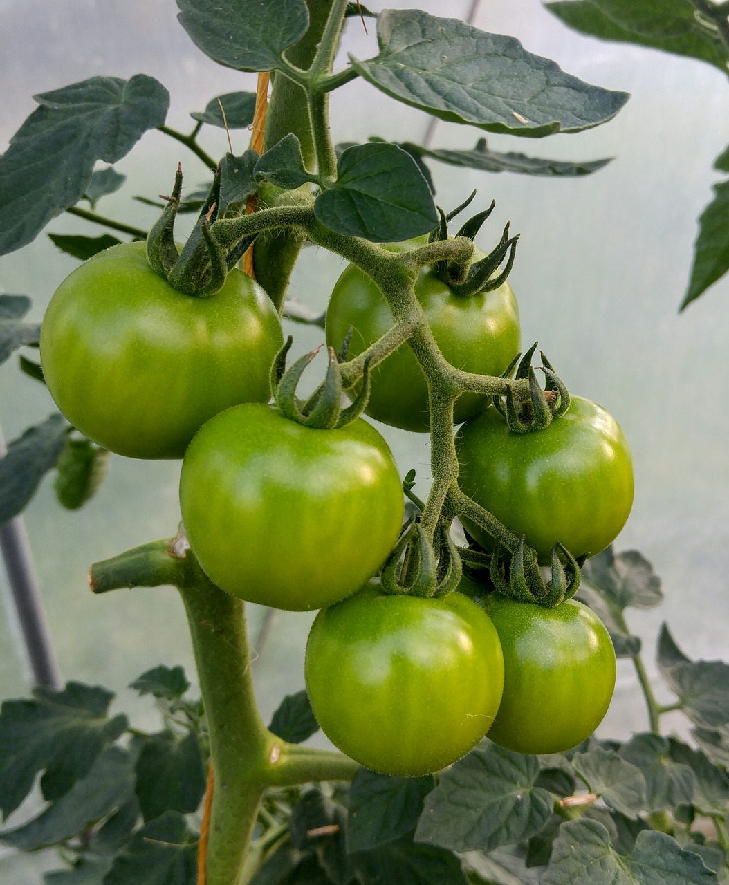 tomato green tomato plant free photo