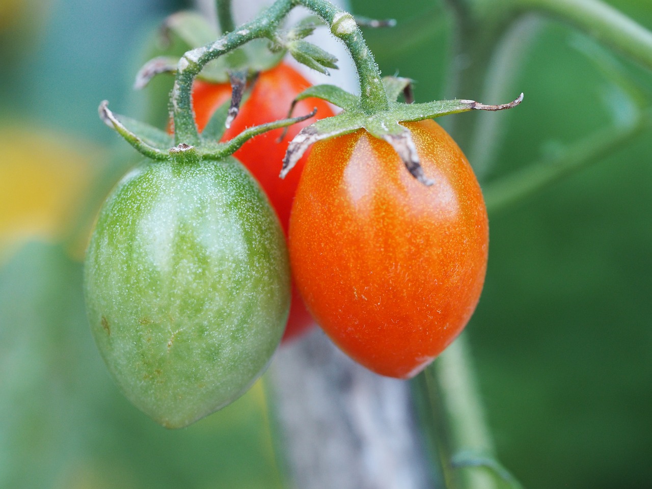 tomato nature vegetables free photo