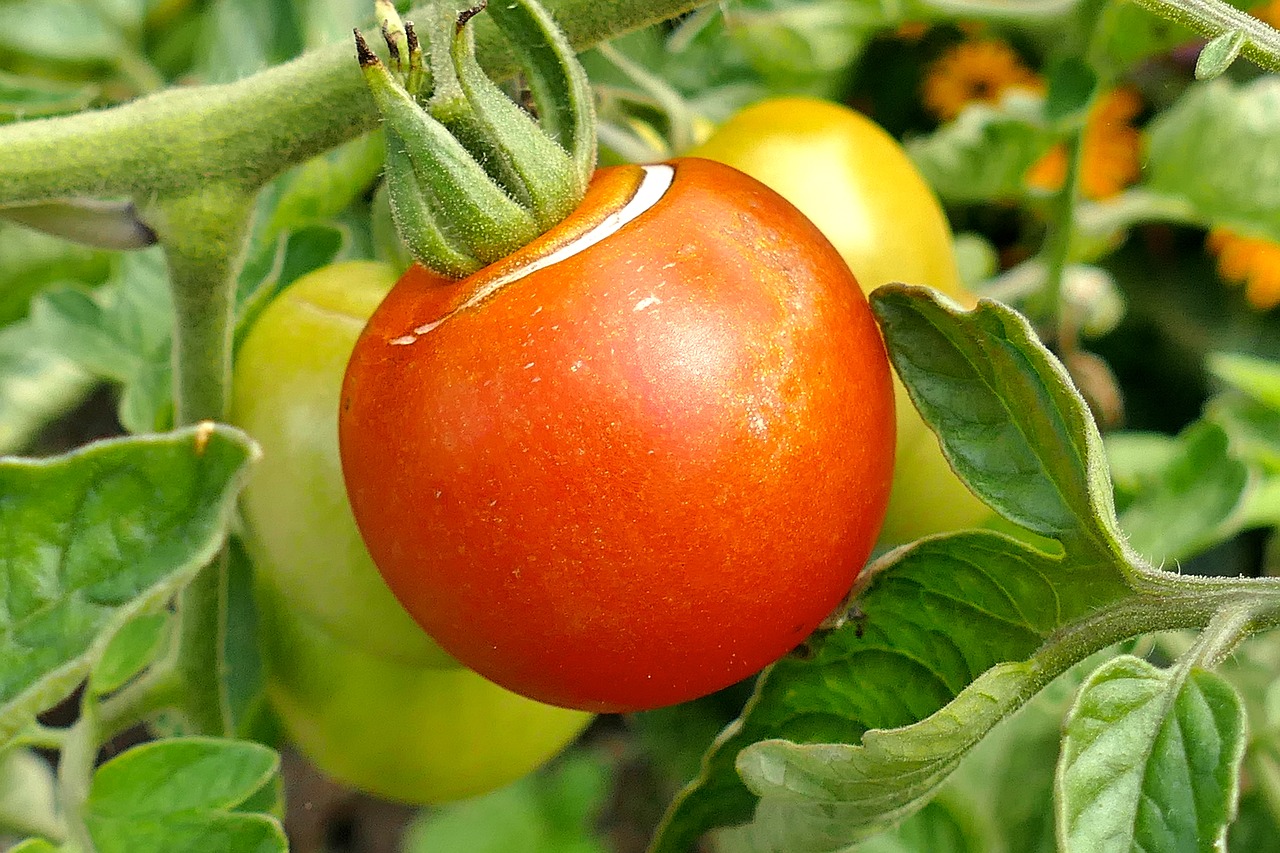 tomato fruit red free photo