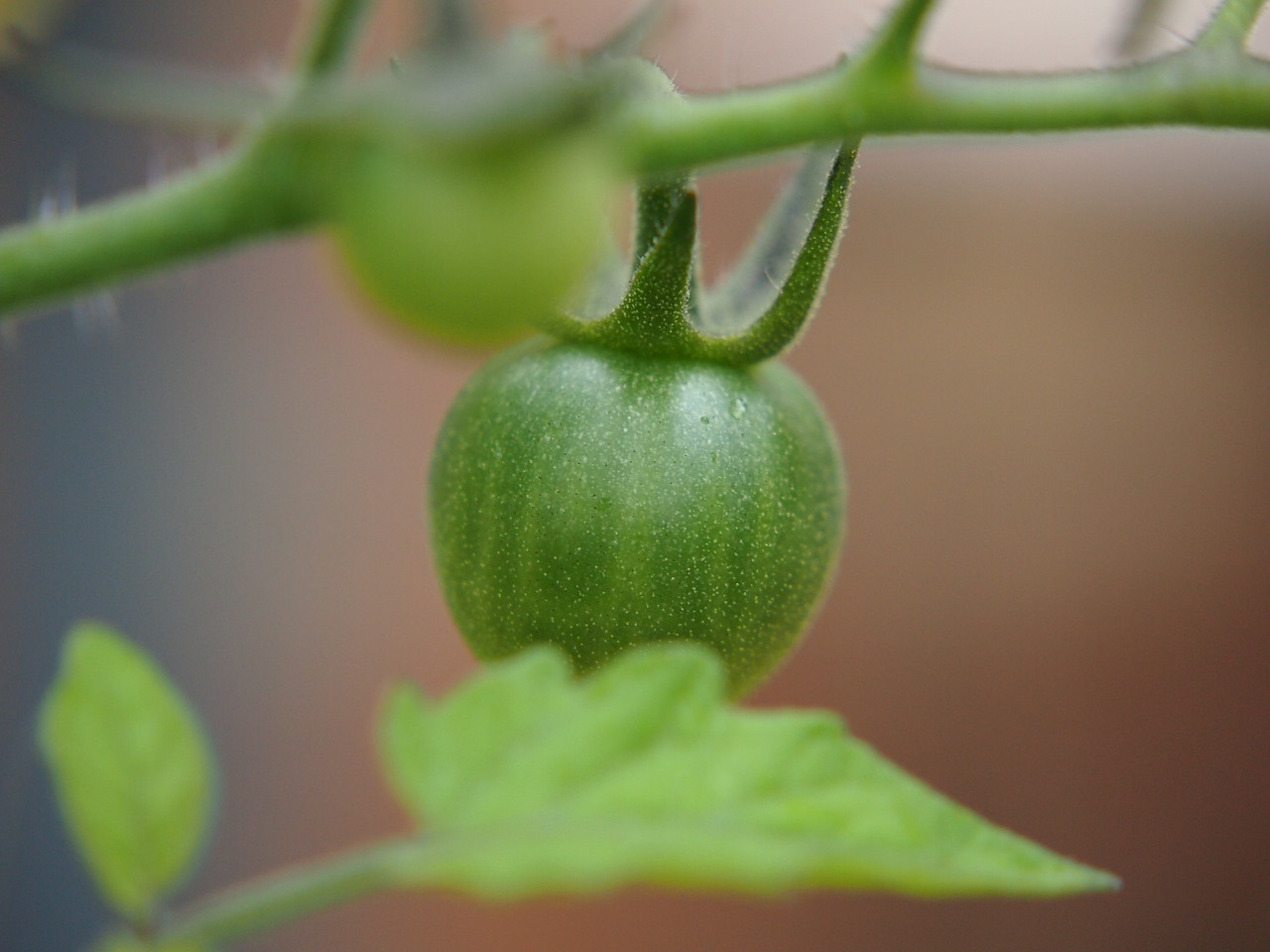 tomato garden produce free photo