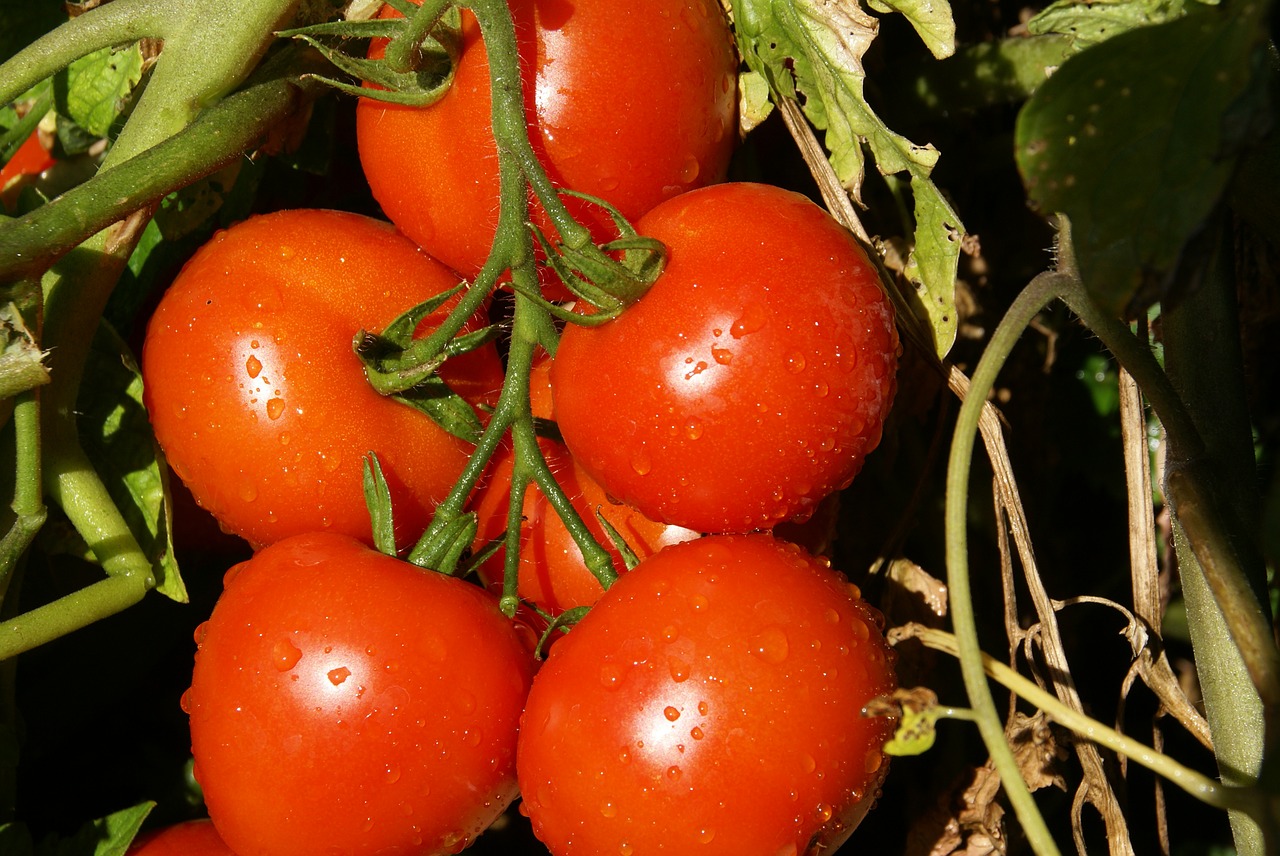 tomato vegetable food free photo